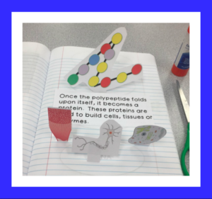 Genetics Interactive Notebook - The STEM Center