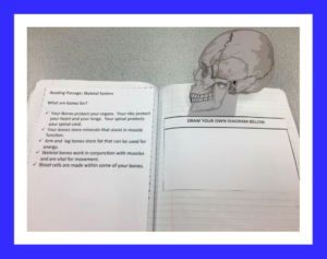 Body Systems Interactive Notebook - The STEM Center